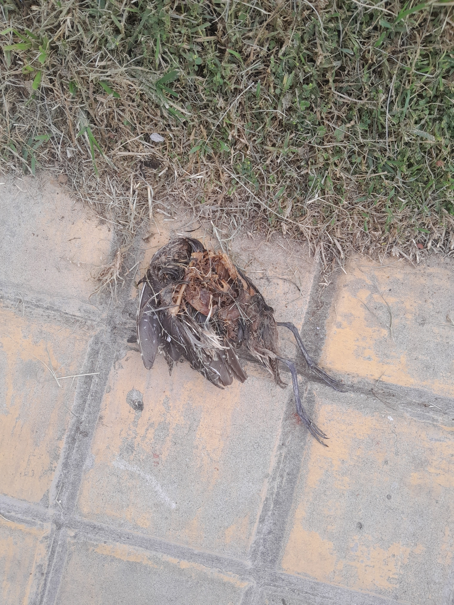 South American Painted-snipe (Nycticryphes semicollaris), photo 3