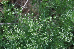 Ammoselinum popei