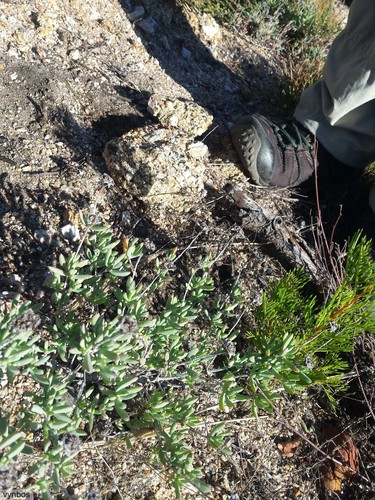 Creeping redflush (Lampranthus multiradiatus)