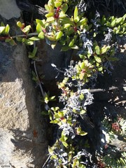 Ruschia promontorii