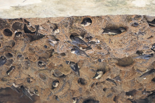 Preuss's Swallow
