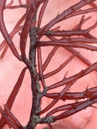 Sarcodiotheca gaudichaudii