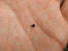 Euconulidae