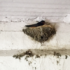 Hirundo rustica erythrogaster