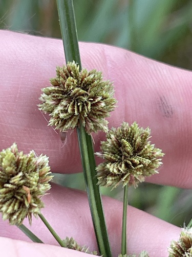 Cyperus reflexus Vahl
