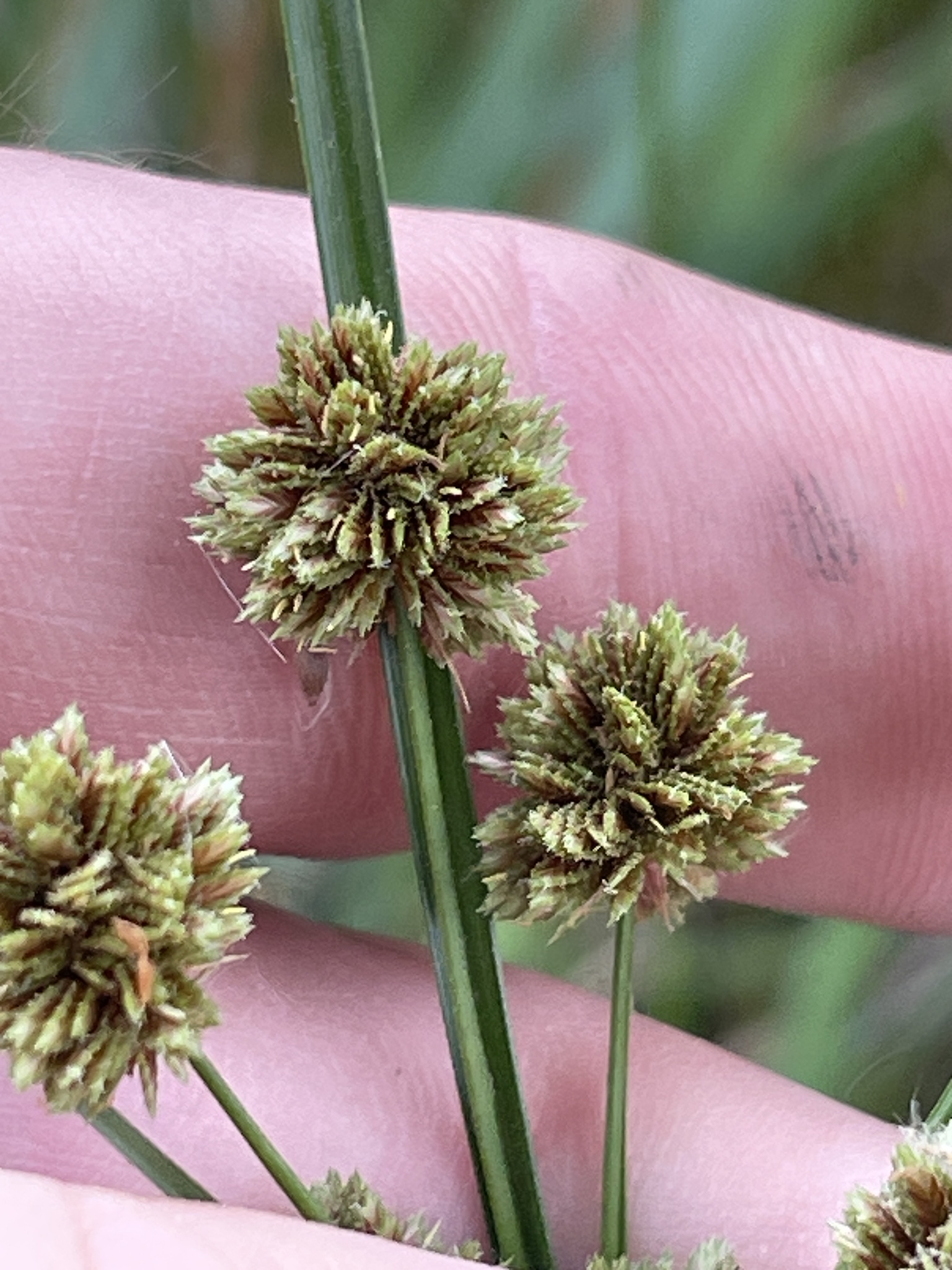 Cyperus reflexus