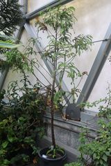 Retrophyllum comptonii