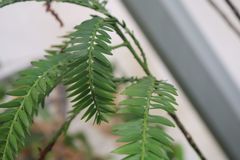 Retrophyllum comptonii