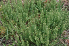 Lepidium oblongum