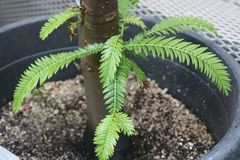 Retrophyllum comptonii