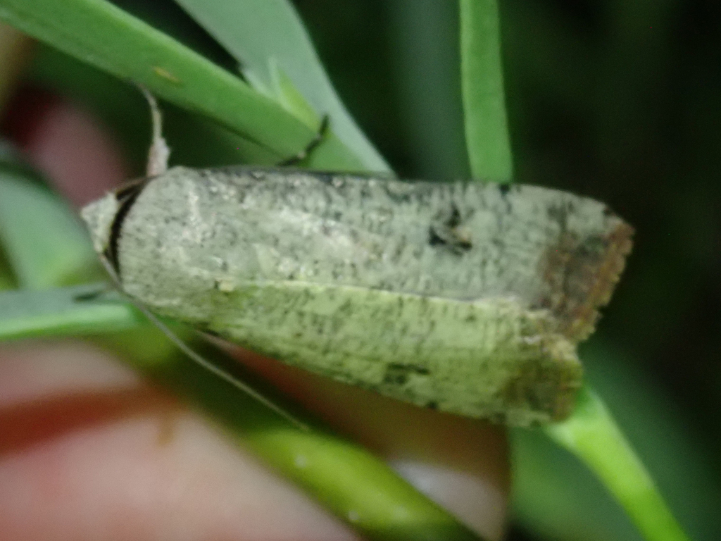 Green Cutworm Moth from Corpus Christi, TX, USA on April 5, 2024 by ...