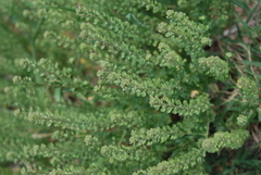 Lepidium oblongum