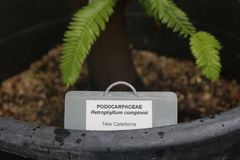 Retrophyllum comptonii