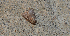 Lacinipolia cuneata