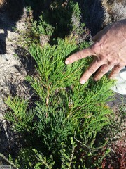Hakea drupacea