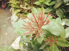 Embothrium coccineum