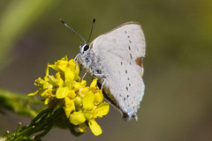 Satyrium sylvinus