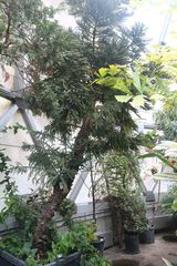 Araucaria rulei
