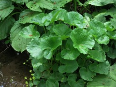 Caltha palustris palustris
