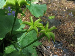 Caltha palustris palustris