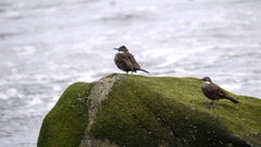 Cinclodes nigrofumosus