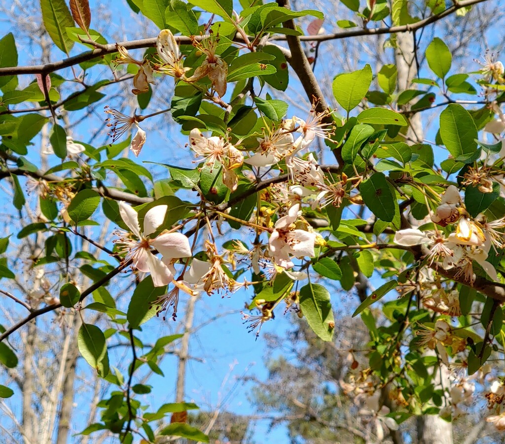 southern crabapple from Clairmont Heights, North Decatur, GA 30033, USA ...