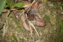 Coremiocnemis cunicularia
