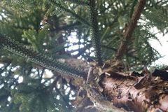 Araucaria rulei