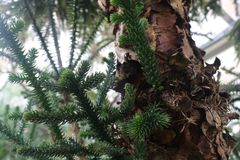Araucaria rulei