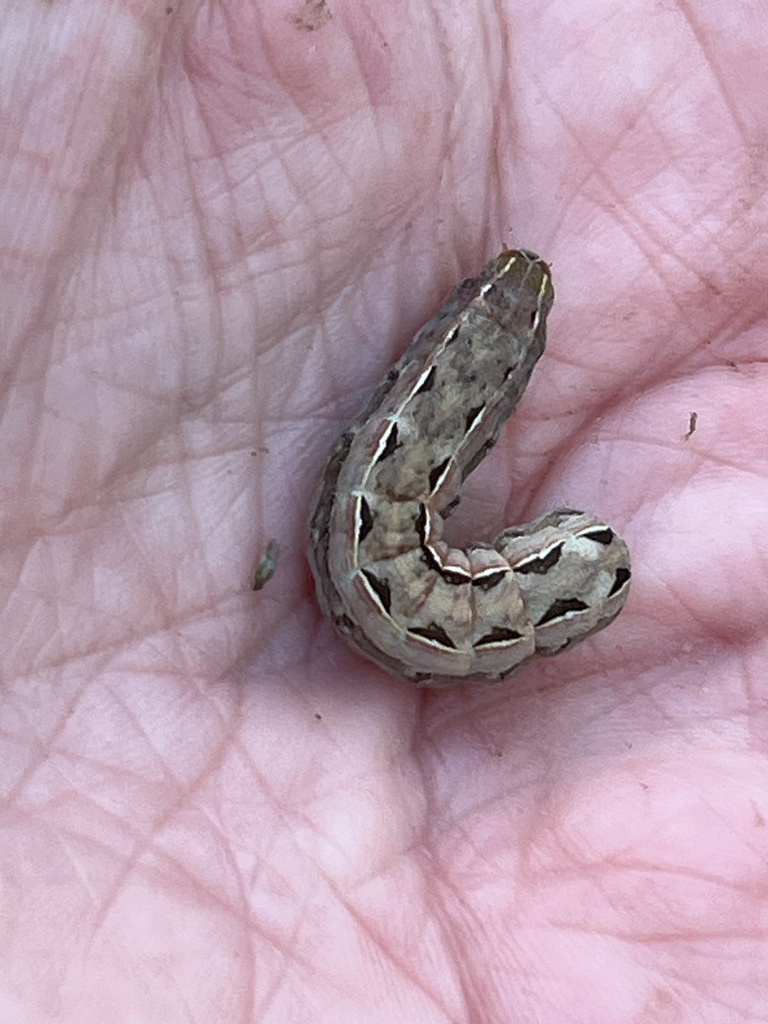 Cutworms and Dart Moths from Blanco County, US-TX, US on April 9, 2024 ...