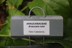 Araucaria rulei
