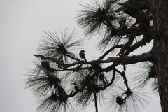 Mimus polyglottos image