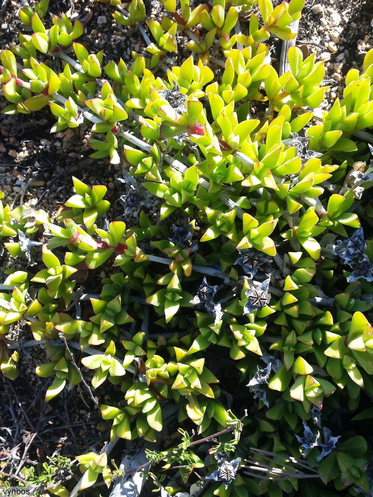 Ruschia promontorii (Salm-Dyck) Schwantes 2
