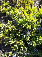 Ruschia promontorii
