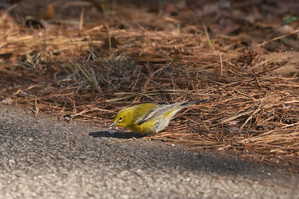 Pine Warbler from Veasey Creek Recreation Area West Point Lake Alabama ...