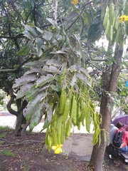 Senna viarum