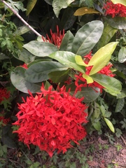 Ixora casei