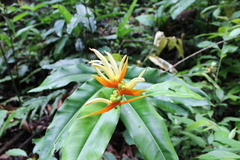 Heliconia aurantiaca