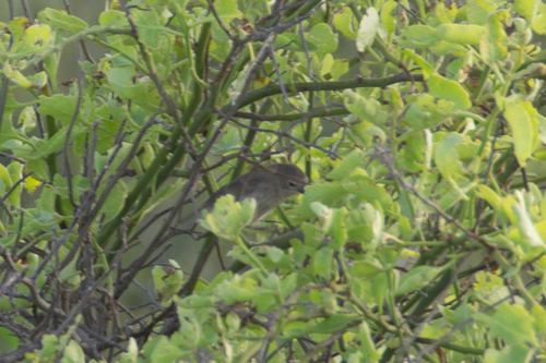 Grey Warbler-Finch (Certhidea fusca), photo 8