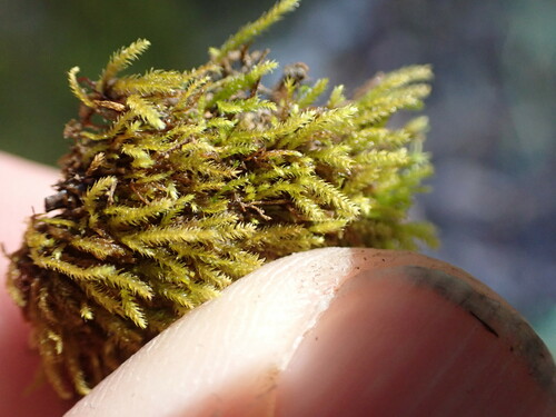Image of Whipple's claopodium moss by no rights reserved