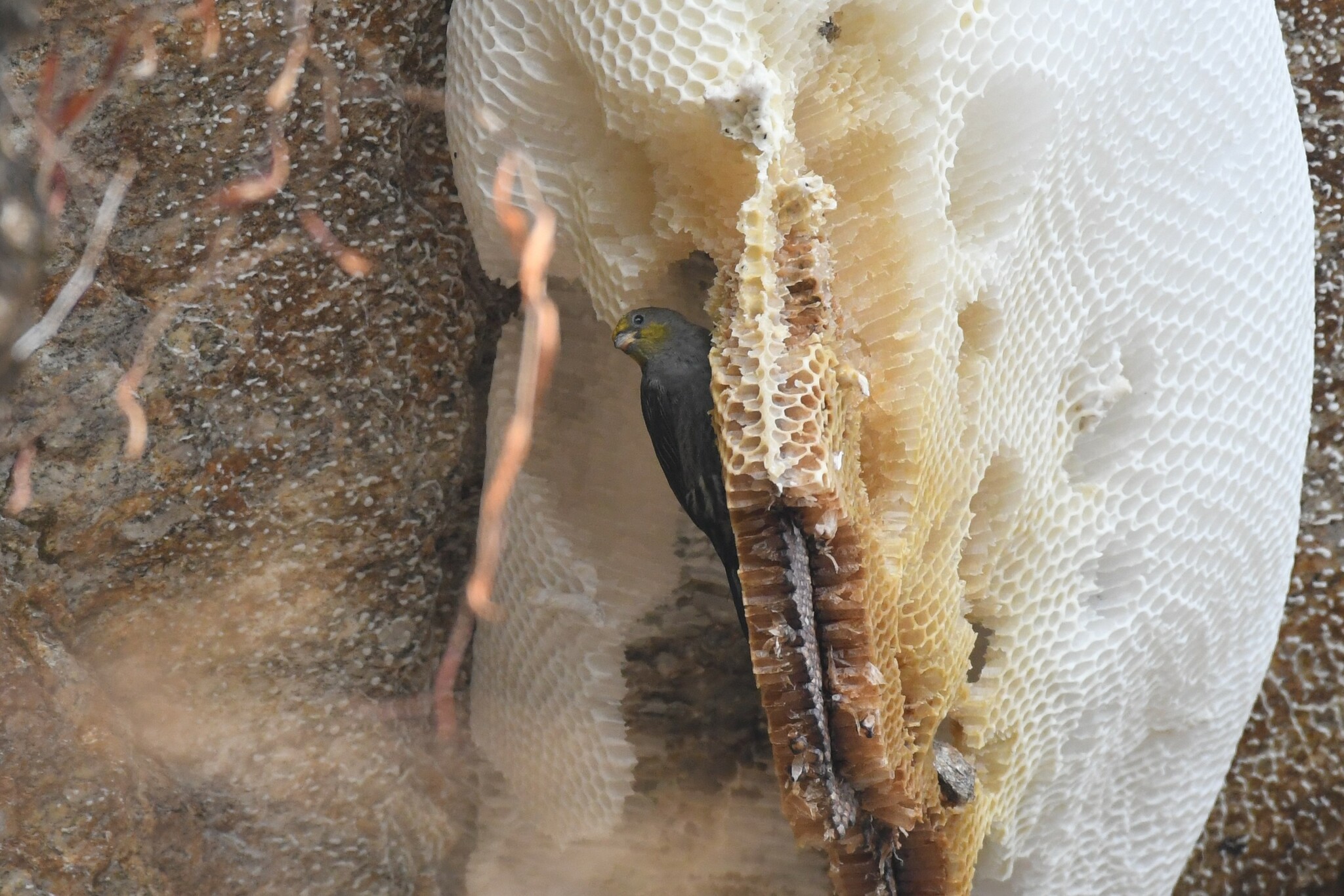 Yellow-rumped Honeyguide