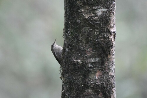 Sikkim Treecreeper (Certhia discolor), photo 8
