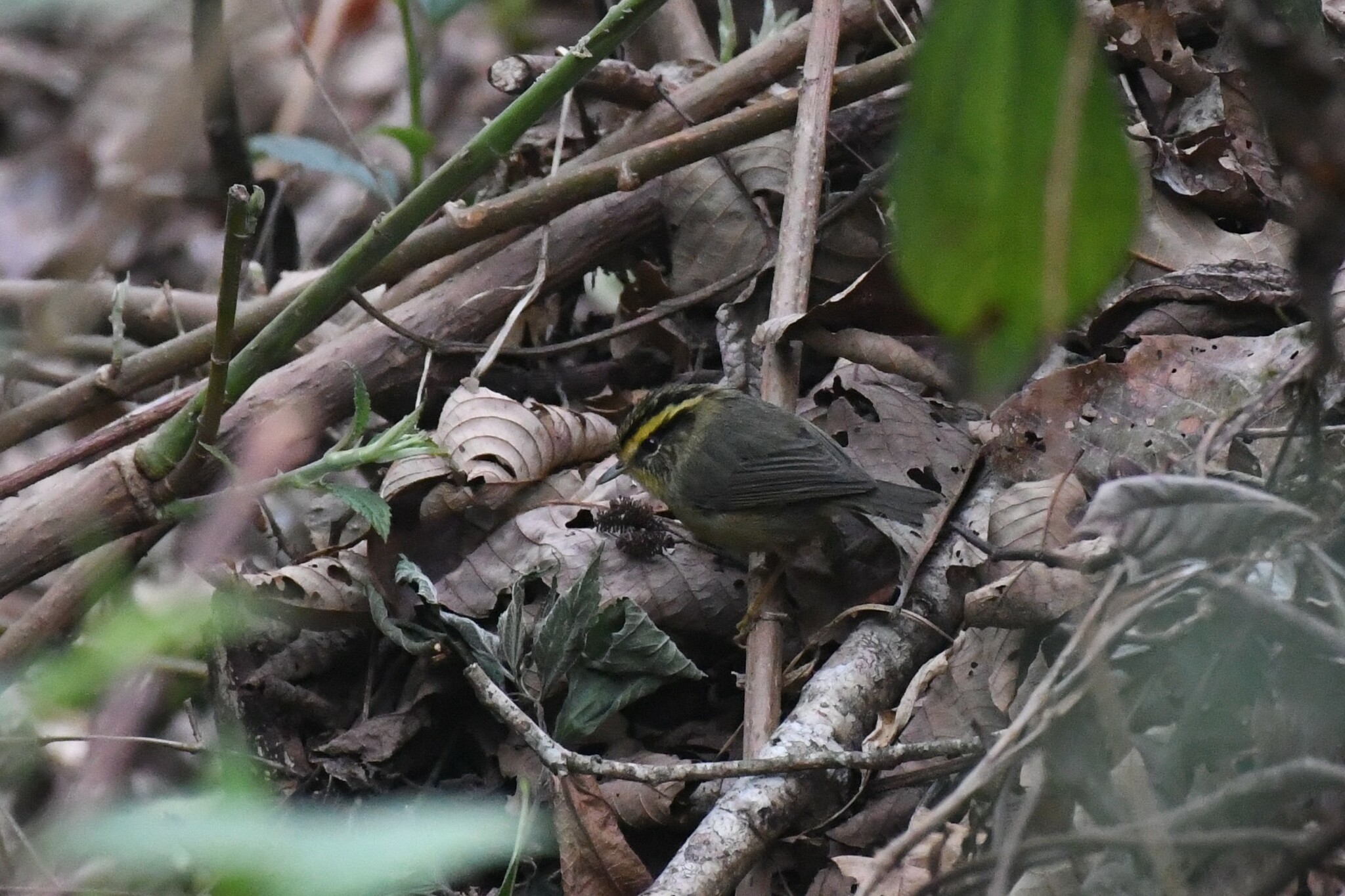 Yellow-throated Fulvetta illustration