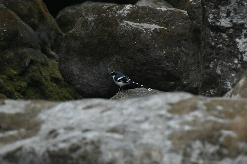 Slaty-backed Forktail (Enicurus schistaceus), photo 7