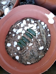 Haworthia