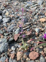 Streptanthus glandulosus pulchellus