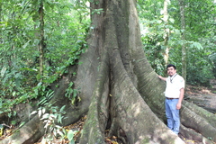 Ficus costaricana