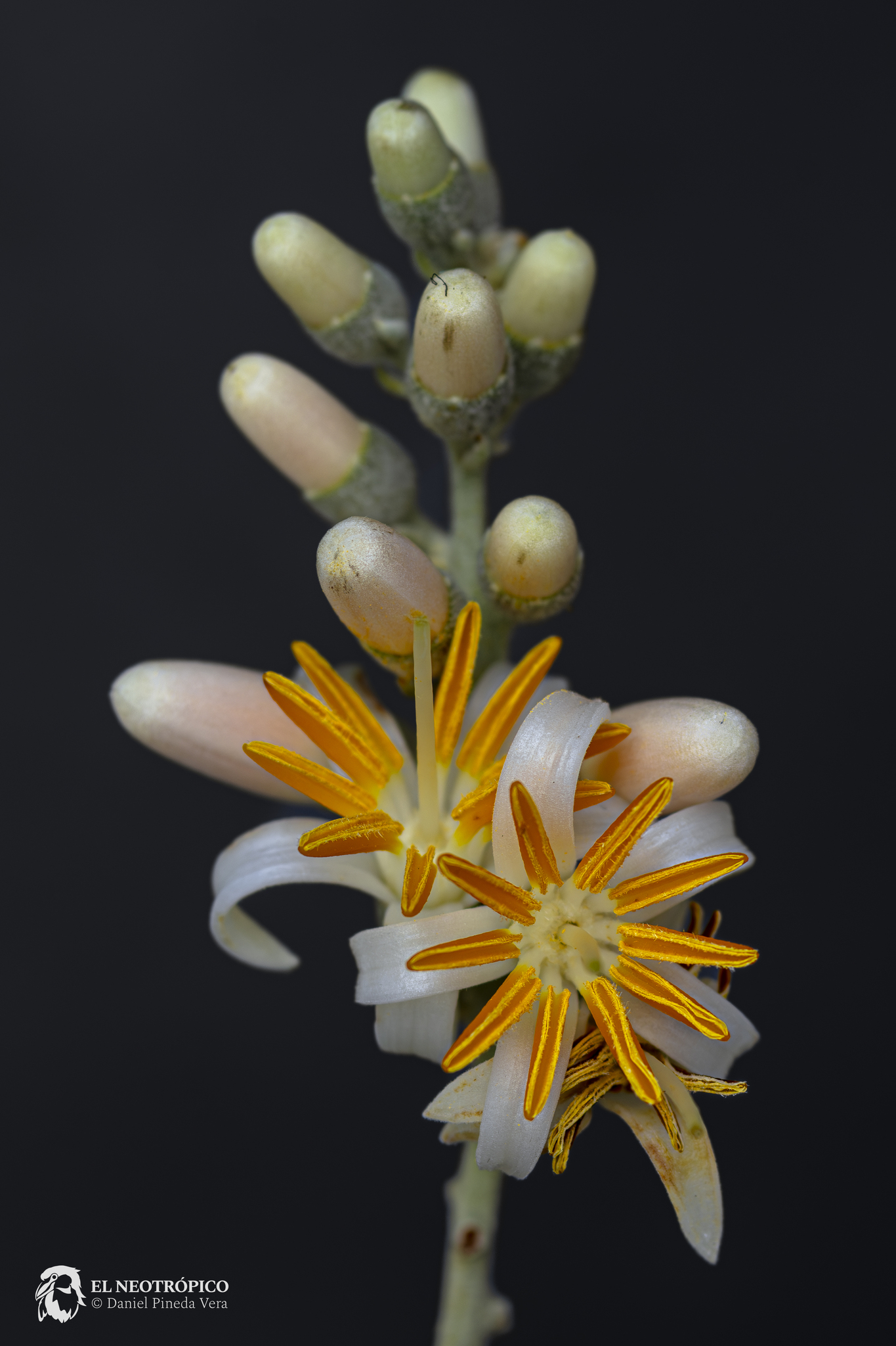 Styrax argenteus
