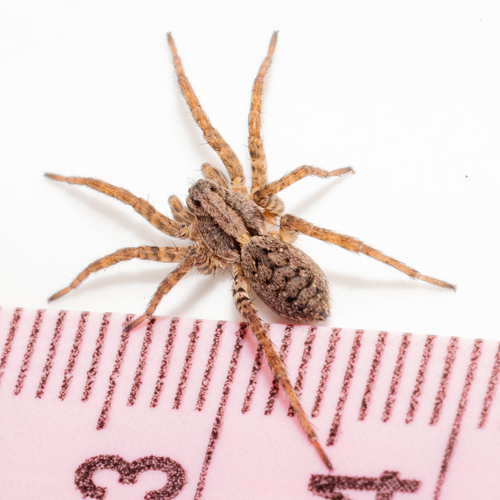 Koch's Wolf Spider