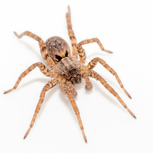 Koch's Wolf Spider